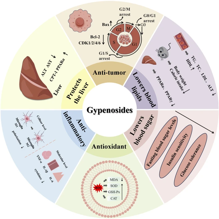 gynostemma benefits gynostemma benefits
