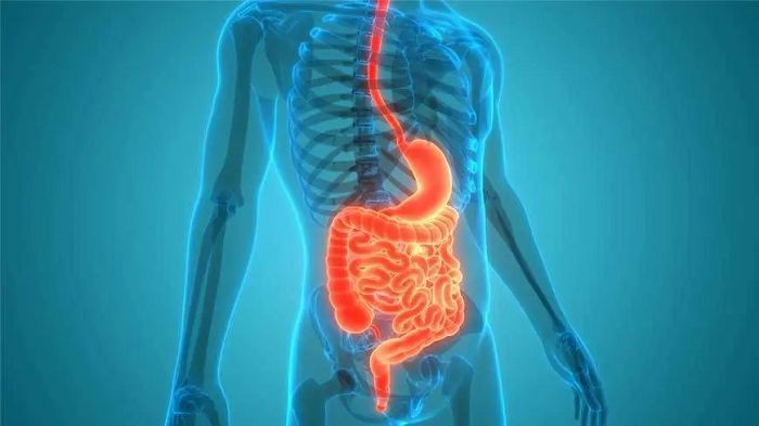 DHQ effects digestive system DHQ effects digestive system
