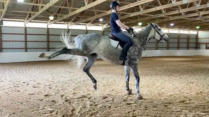 L-Tryptophan Benefits for Horses L-Tryptophan Benefits for Horses