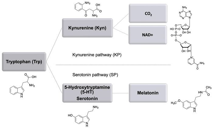 L-Tryptophan Benefits for Horses L-Tryptophan Benefits for Horses