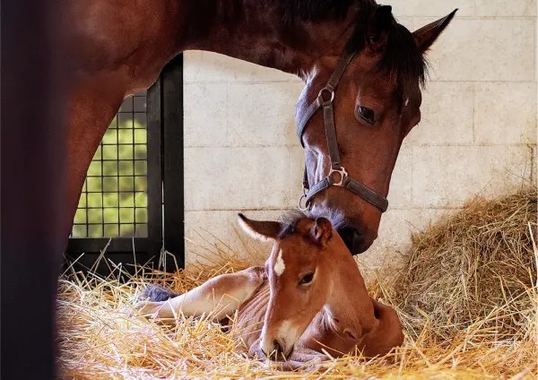 L-Tryptophan Benefits for Horses L-Tryptophan Benefits for Horses